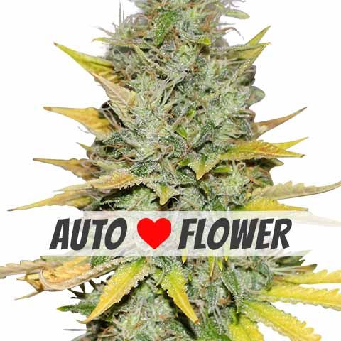 Gold Leaf (Autoflowering) Feminized Marijuana Seeds