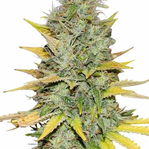 Gold Leaf Feminized Bling Mix Pack Seed Variety Pack