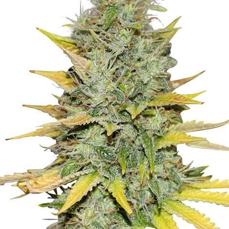 Gold Leaf Feminized Premium Mix Pack Seed Variety Pack