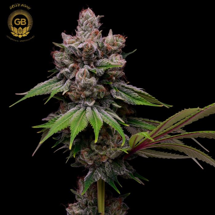 golden pineapple cannabis seeds green bodhi