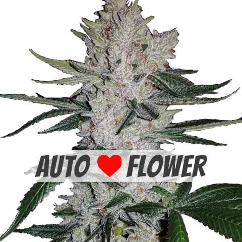 GG4 Autoflowering Marijuana Seeds