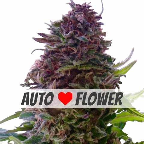 Granddaddy Purple Autoflower Marijuana Seeds