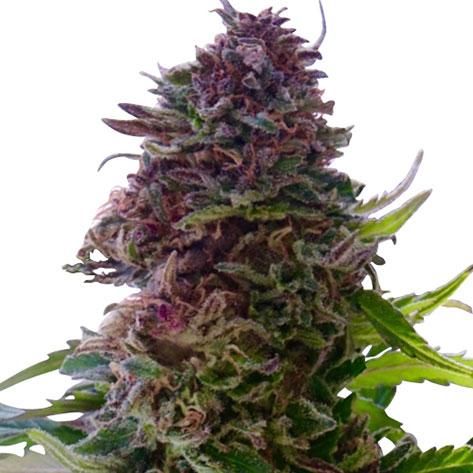 Grandaddy Purple Feminized Marijuana Seeds