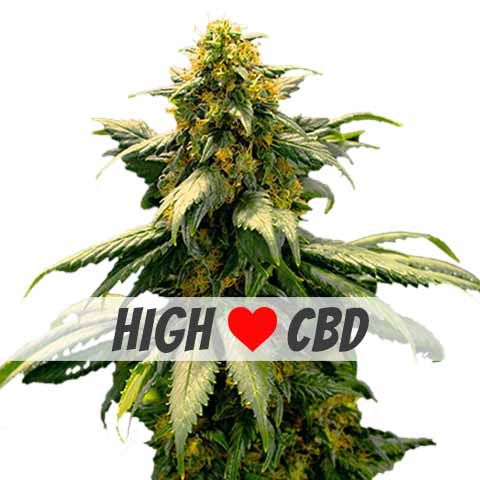 Harlequin (CBD) Feminized Marijuana Seeds