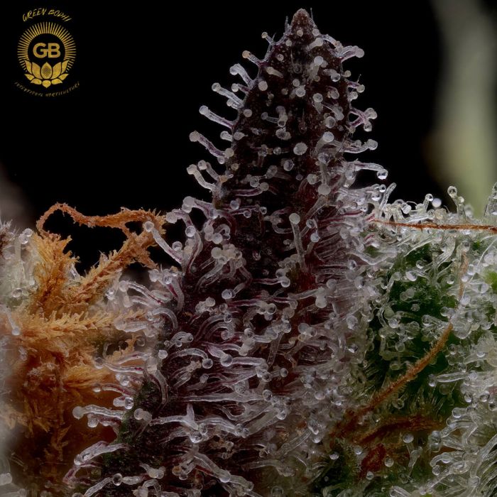 hazy girl cannabis seeds green bodhi