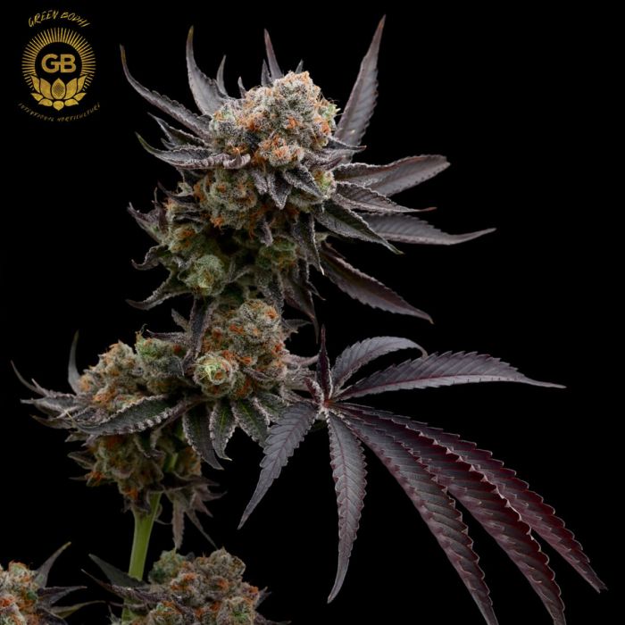 hazy girl cannabis seeds green bodhi