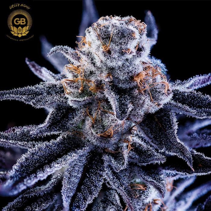 hazy girl cannabis seeds green bodhi