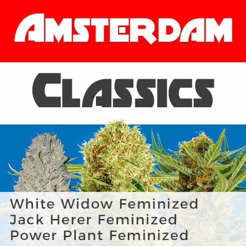 Amsterdam Mix Pack Seed Variety Pack