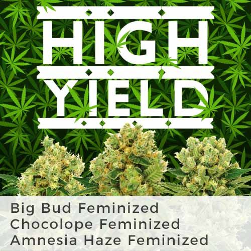 Buy high yield weed seed mix pack