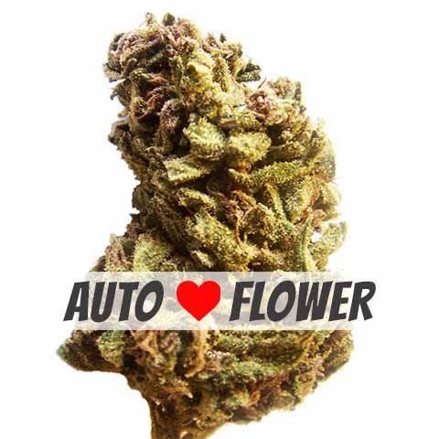 Jack Herer autoflower marijuana bud