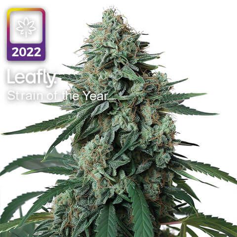 jealousy leafly strain of the year 2022
