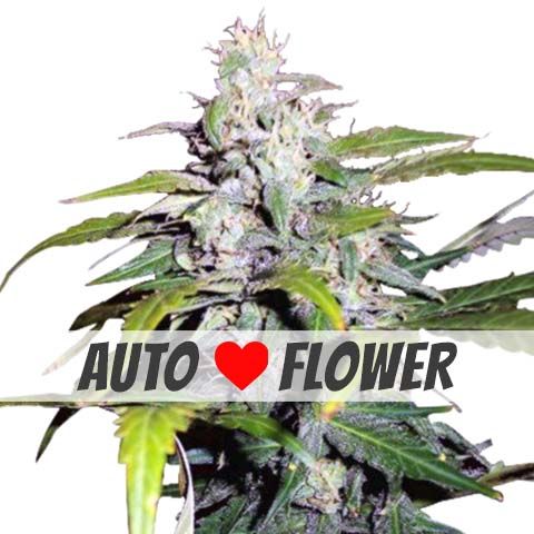 Lowryder Autoflowering Marijuana Seeds