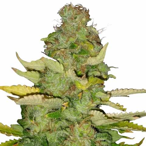 Maui Wowie Feminized Super Mix Pack Seed Variety Pack