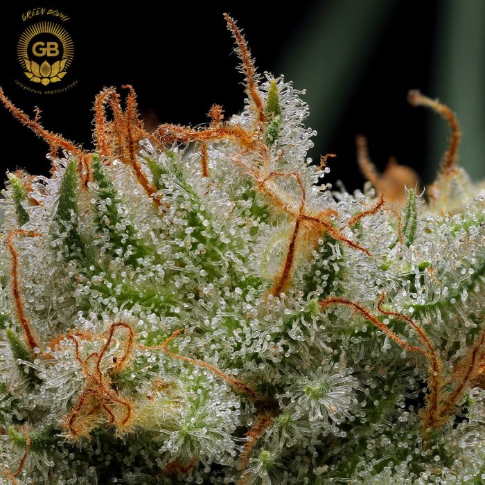 mystery haze cannabis seeds green bodhi