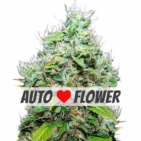 NYC Diesel autoflower marijuana seeds