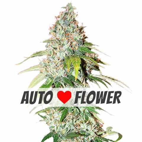 OG Kush Autoflower cannabis seeds