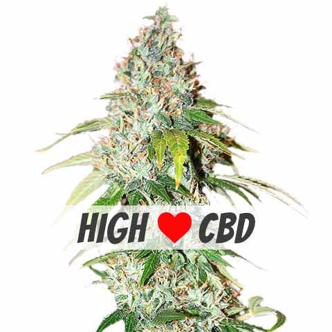OG Kush (CBD) Feminized Marijuana Seeds
