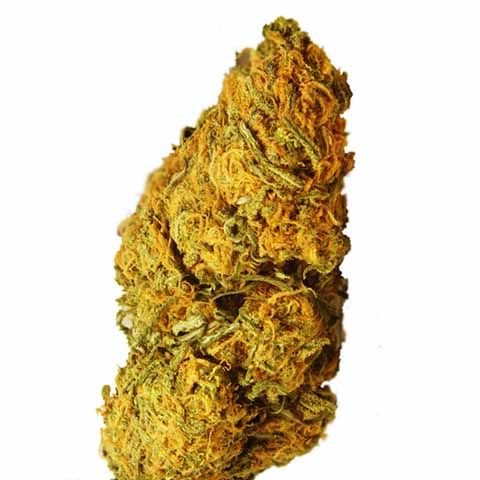 Orange Bud feminized marijuana bud