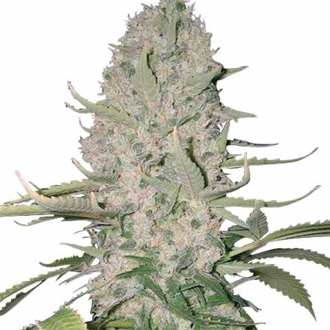 Power Plant feminized Power Mix Pack Seed Variety Pack