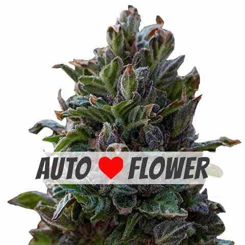 Autoflowering Purple Punch Marijuana Seeds