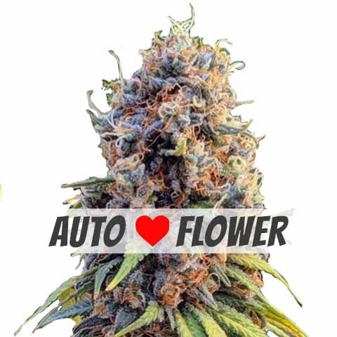 Runtz autoflower marijuana seeds
