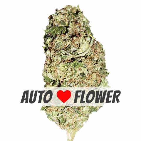 Sour Diesel autoflower cannabis bud