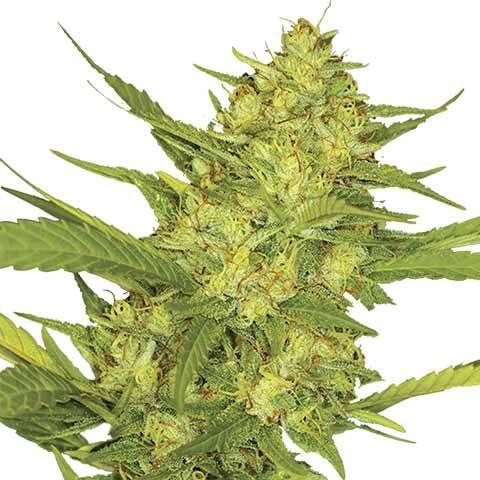 Sour Diesel Feminized Patriot Mix Pack Seed Variety Pack