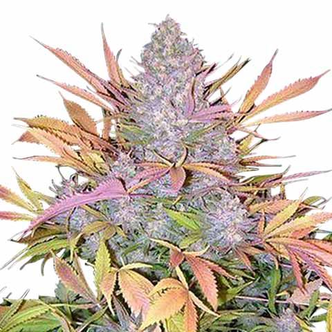 Strawberry Cough Feminized Sativa Mix Pack Seed Variety Pack