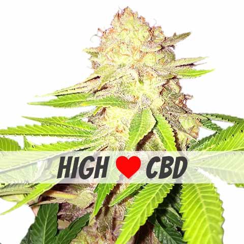 Strawberry Kush (CBD) Feminized Marijuana Strain