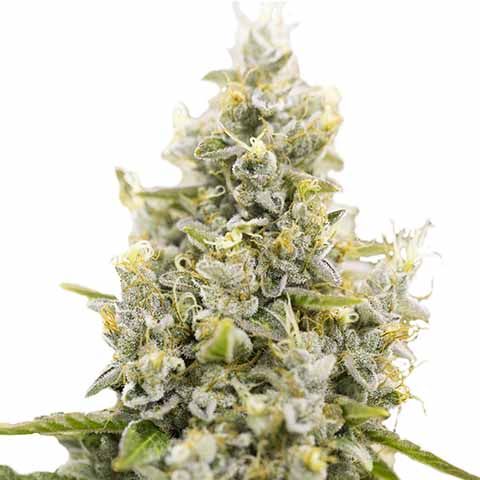 Sunset Sherbet feminized marijuana seeds