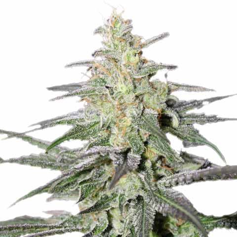 Super Silver Haze Feminized Bling Mix Pack Seed Variety Pack