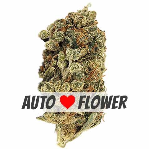 Super Skunk autoflower marijuana bud