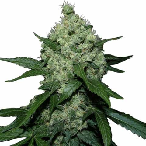 Super Skunk Feminized Outdoor Mix Pack Seed Variety Pack