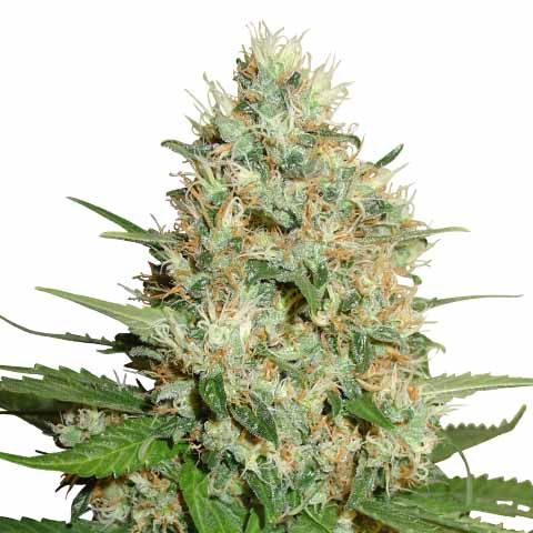Train wreck Feminized Power Mix Pack Seed Variety Pack