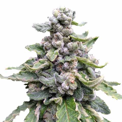 Tropicana Cookies Feminized Cannabis Seeds