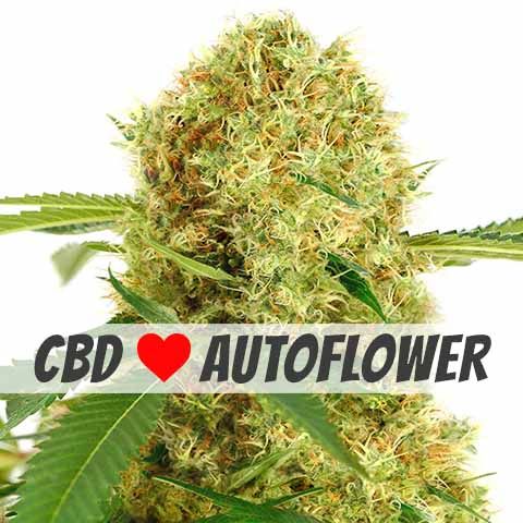 White Widow CBD autoflower marijuana seeds