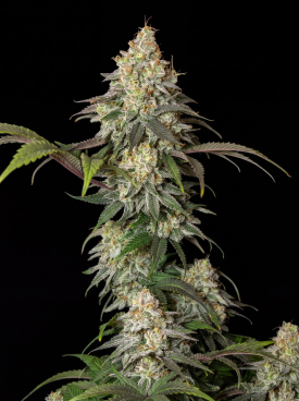 Afghan Kush x Super Skunk Seeds