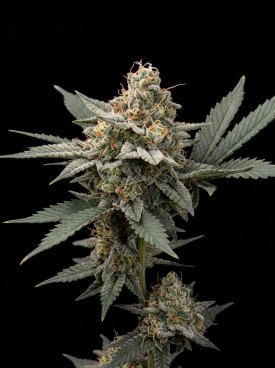 Afghan Seeds