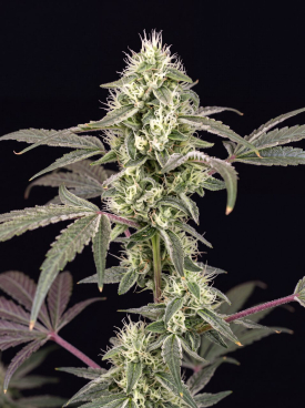 Agent Orange Seeds