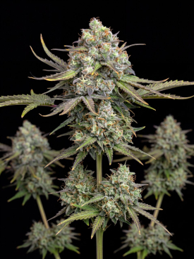 AK-47 Autoflower Seeds