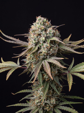AK-47 Seeds