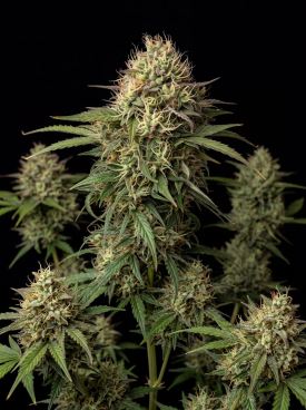 Amnesia Haze Autoflower Seeds