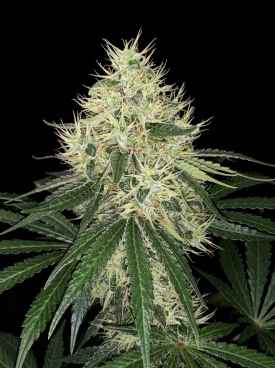 Amnesia Haze Seeds