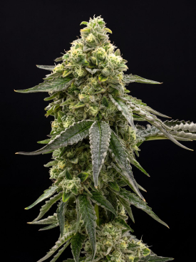 Amnesia x AK-47 Seeds
