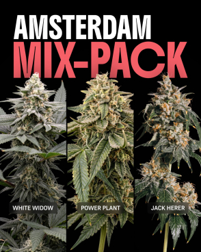 Amsterdam Mix