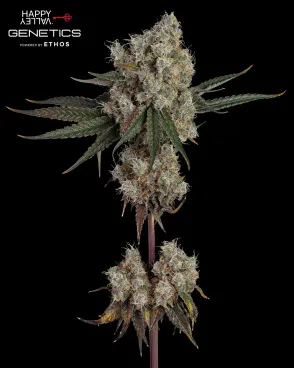 Another Level Seeds