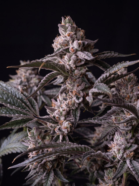 Apple Fritter Autoflower Seeds