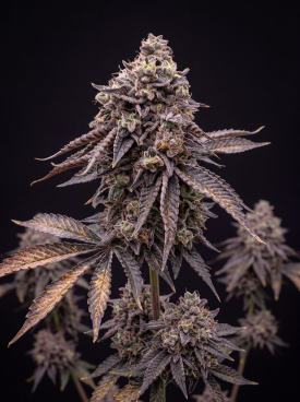 Apple Fritter Seeds