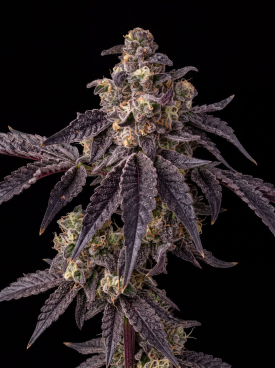 Bacio Gelato Seeds