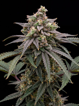 Banana Hammock Seeds